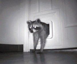 raccoons squeeze into small spaces though pet door