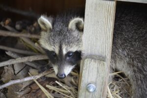 raccoons squeeze into small spaces under deck