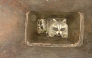 raccoons squeezing though chimney