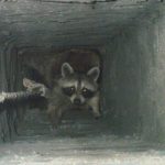 raccoons squeezing though vent