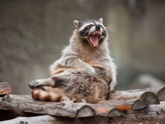 Aggressive Racoon