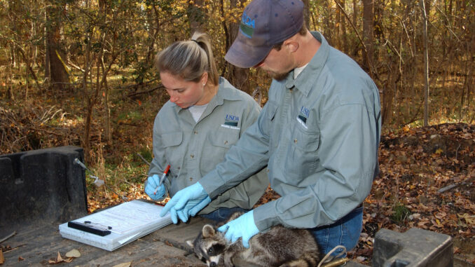 Are Raccoons Born with Rabies