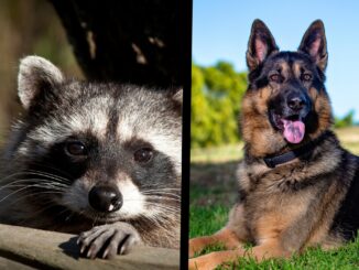 Can A Raccoon Kill A German Shepherd