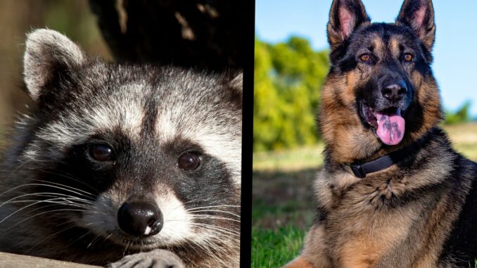 Can A Raccoon Kill A German Shepherd