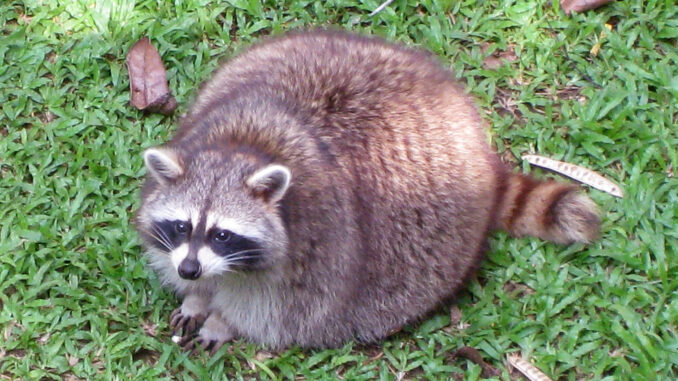 Do Pregnant Raccoons Come Out During the Day