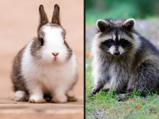 Do Raccoons Eat Bunnies