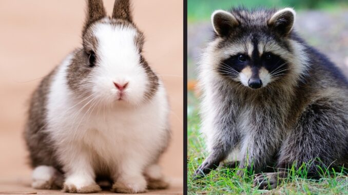 Do Raccoons Eat Bunnies