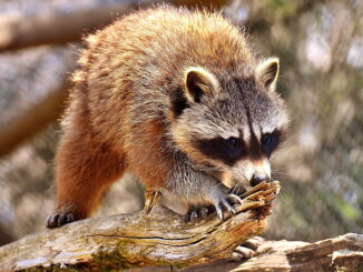 Do Raccoons Eat Dead Animals