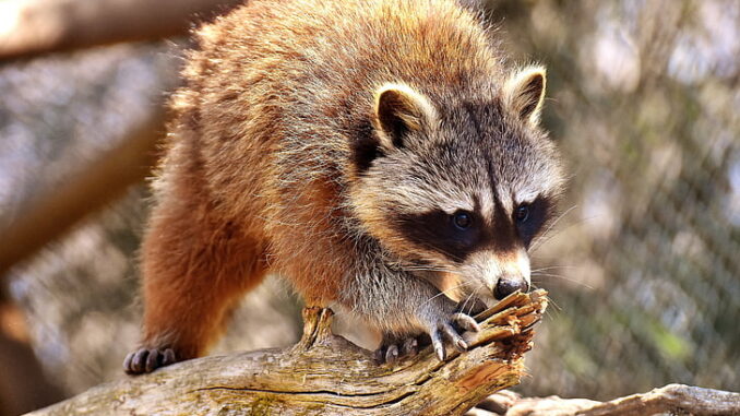 Do Raccoons Eat Dead Animals