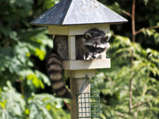 How to Keep Raccoons Away from Bird Feeders