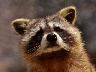 Is raccoon urine dangerous to dogs