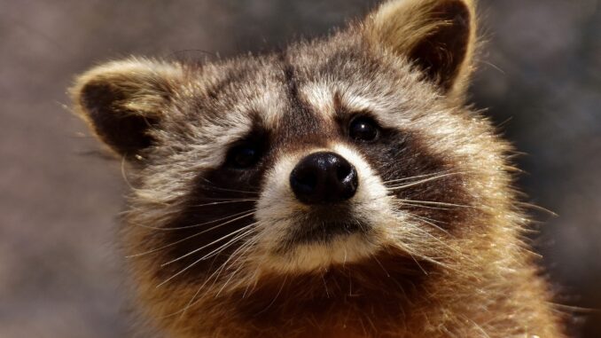 Is raccoon urine dangerous to dogs