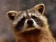 Is raccoon urine dangerous to dogs