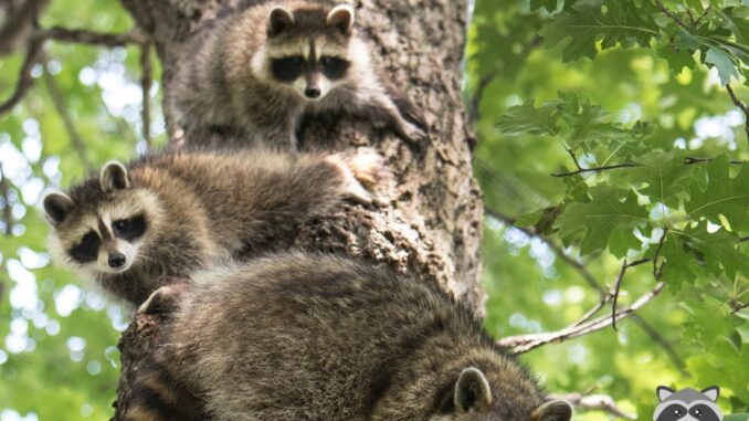 Racoon Climbers