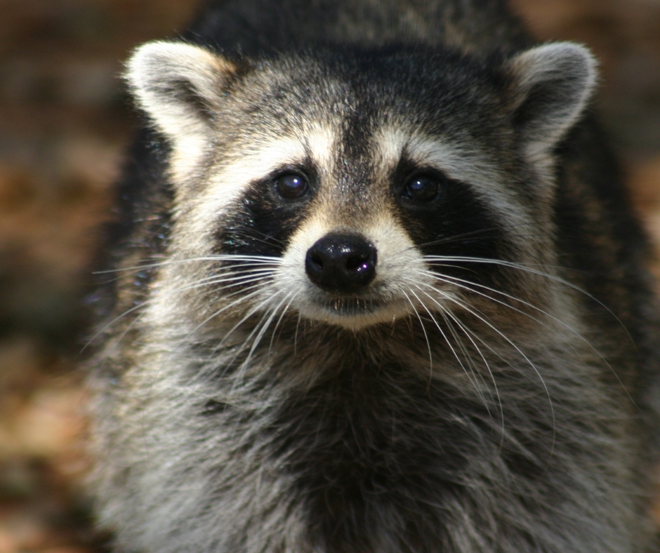 why-do-raccoons-have-masks-4-fascinating-reasons