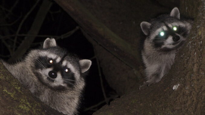 are raccoons dangerous at night