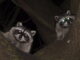 are raccoons dangerous at night