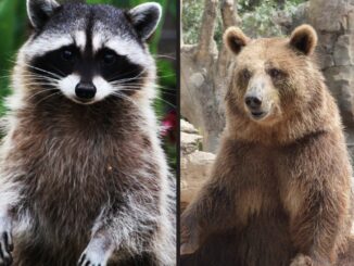 are raccoons related to bears