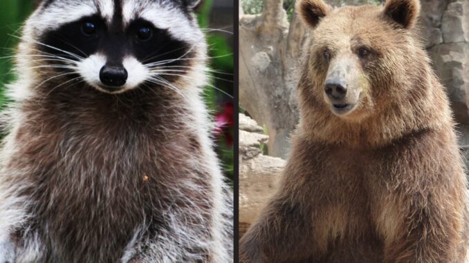 are raccoons related to bears