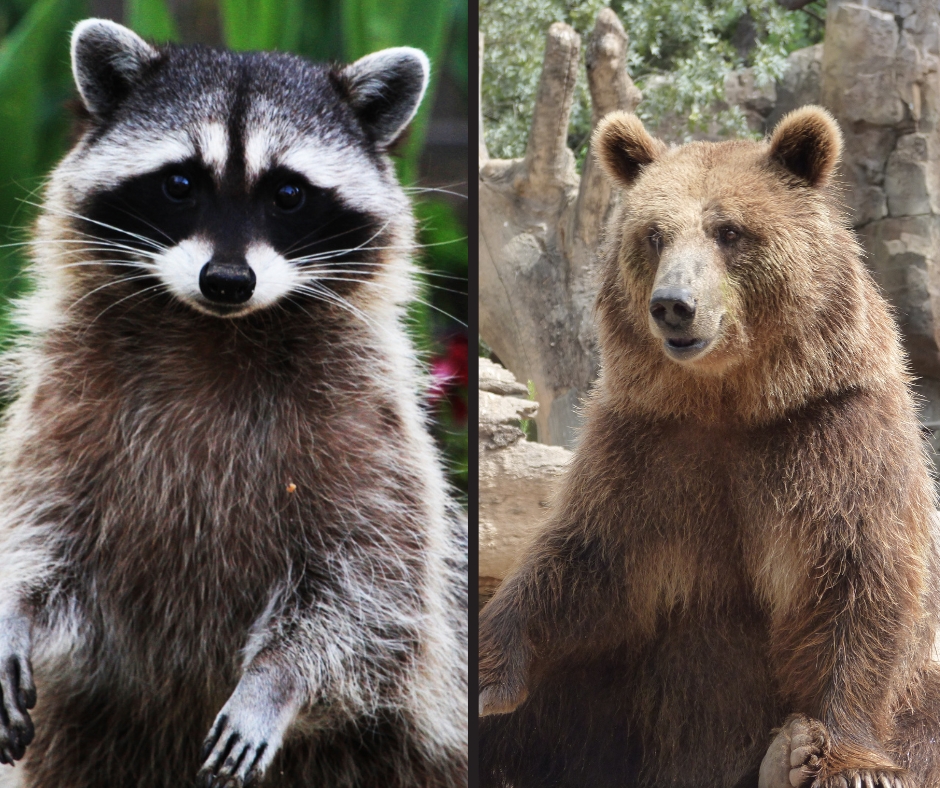 Are Raccoons Related to Bears? Finding DNA Connection