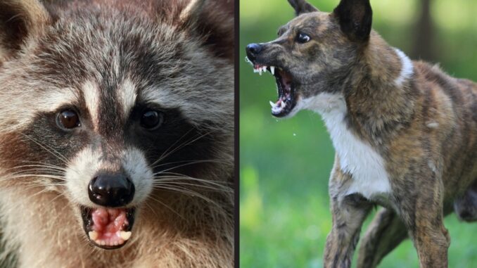 can a raccoon kill a dog