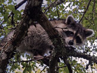 can raccoons climb pvc pipe