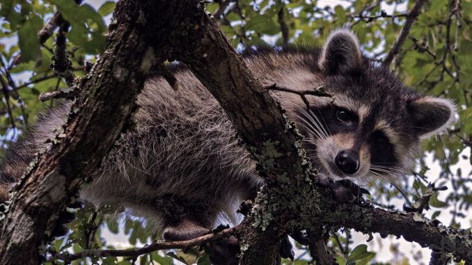 can raccoons climb pvc pipe