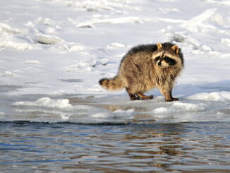 can raccoons freeze to death