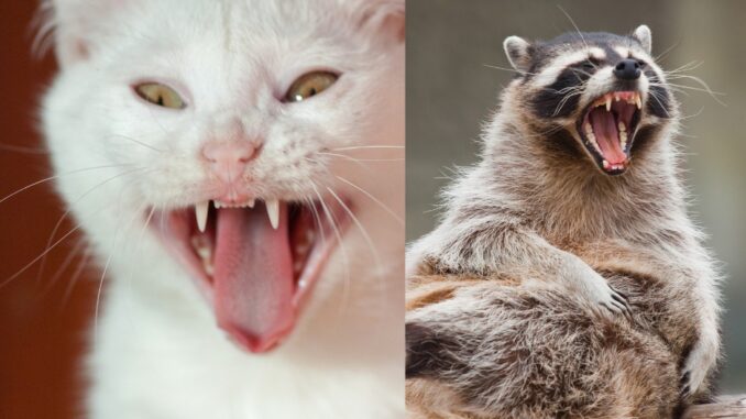 can raccoons kill cats