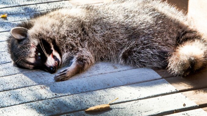 dead raccoon