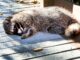 dead raccoon