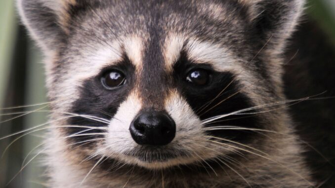 diseases raccoons can spread to humans