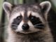 diseases raccoons can spread to humans