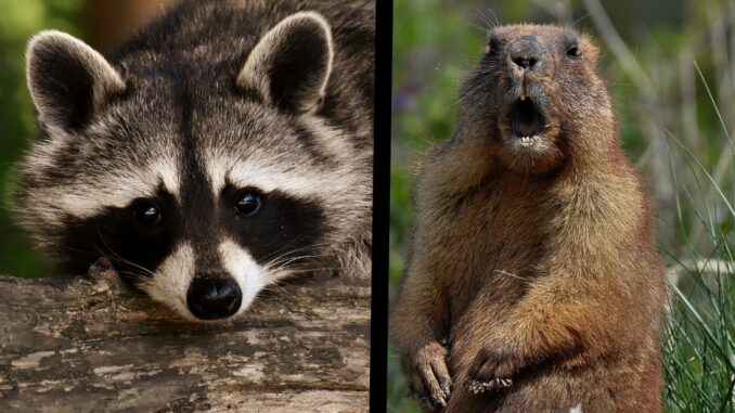 do raccoons and groundhogs get along