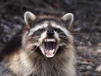 do raccoons bite humans