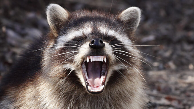 do raccoons bite humans