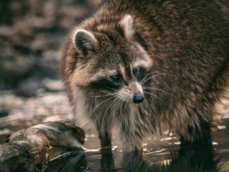 do raccoons come out in the rain