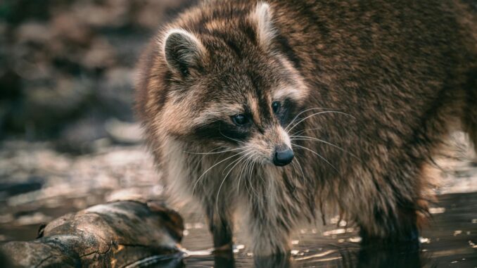 do raccoons come out in the rain