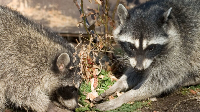 do raccoons eat dog poop