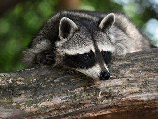 do raccoons eat snakes