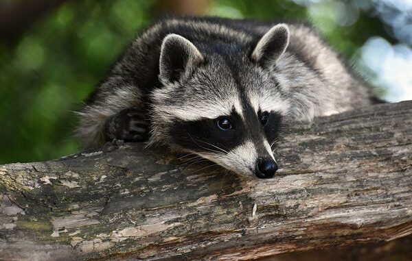 do raccoons eat snakes