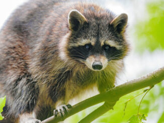 do raccoons like shiny things