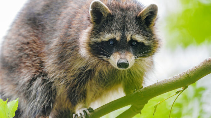 do raccoons like shiny things