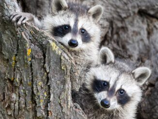 do racoons travel in packs