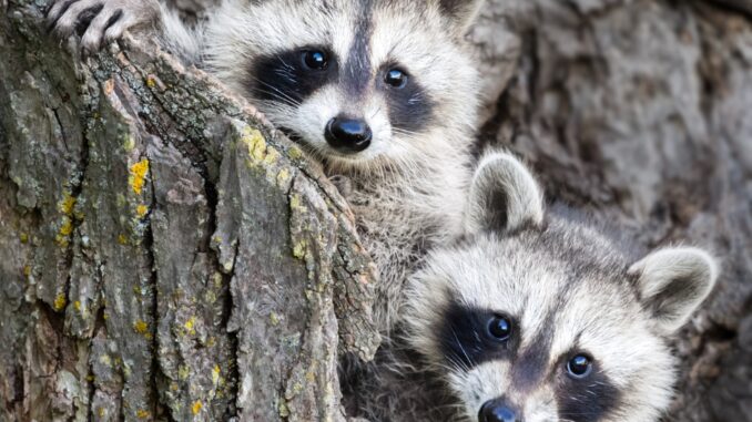 do racoons travel in packs