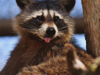 does raccoons have saliva glands