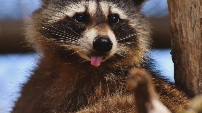 does raccoons have saliva glands