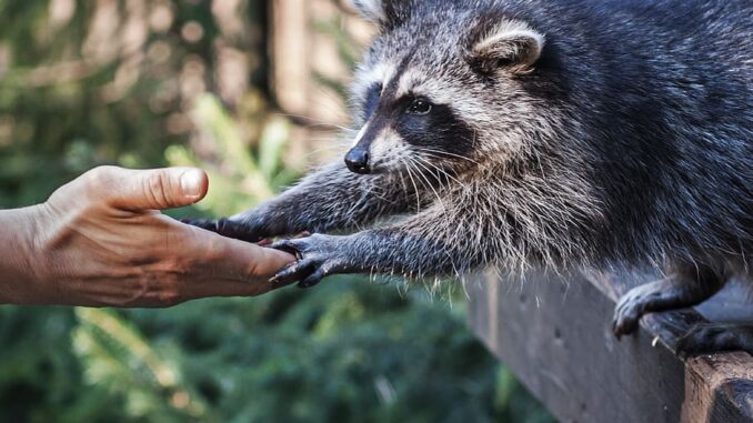 domesticating and taming racoon