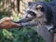 domesticating and taming racoon