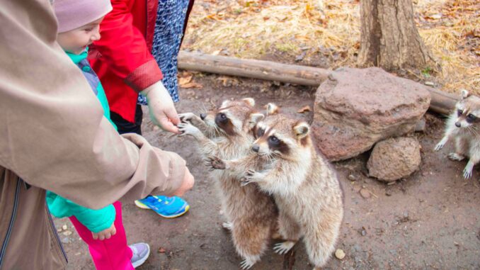 feeding racoons